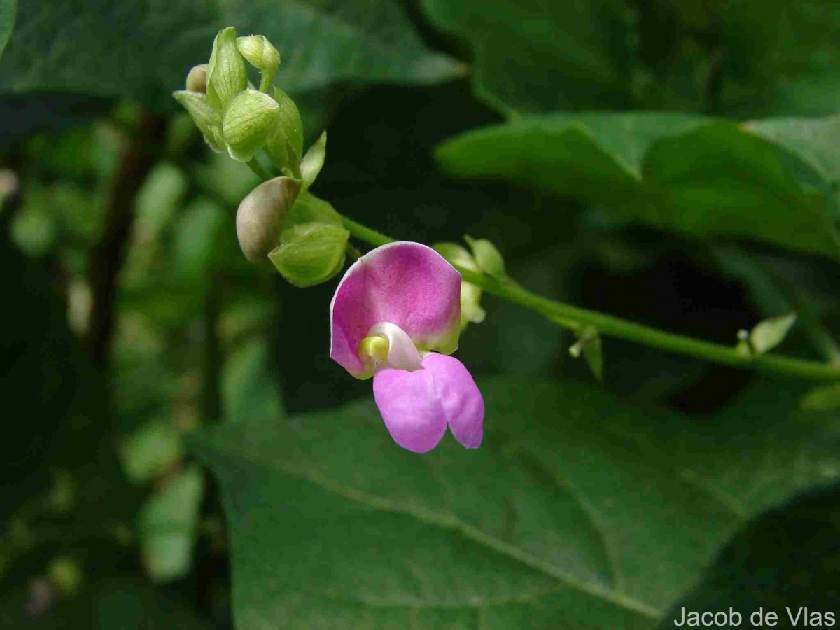 Phaseolus vulgaris L.